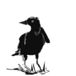 02_krähe 3 gesäubert_1
